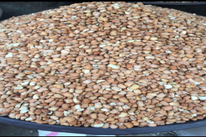 Brown beans (Ewa Olotu)